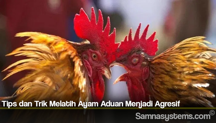 Tips dan Trik Melatih Ayam Aduan Menjadi Agresif